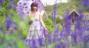 Jasminej紫色的花朵可爱。